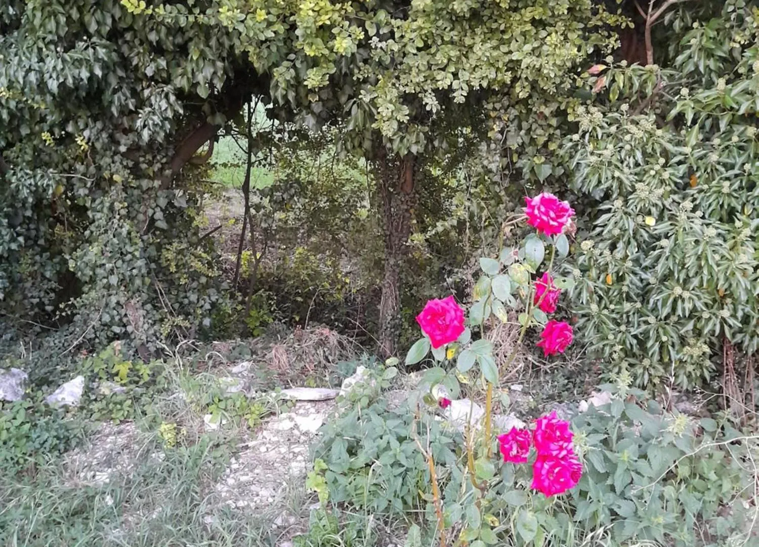 Homestay Chambre D'Hote Apartment Courtenay  France